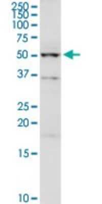 Western Blot: UGP2 Antibody [H00007360-D01P] - Analysis of UGP2 expression in HepG2.