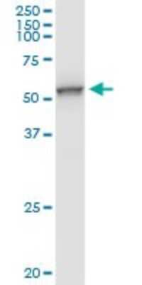 Western Blot: UGP2 Antibody [H00007360-D01P] - Analysis of UGP2 expression in human liver.