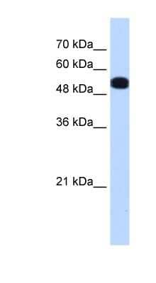 Western Blot: UGP2 Antibody [NBP1-55519] - HepG2 cell lysate, concentration 0.2-1 ug/ml.