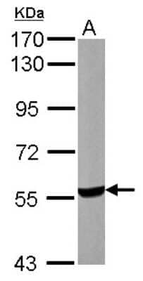 Western Blot: UGP2 Antibody [NBP2-20804] - Sample (50 ug of whole cell lysate) A: Mouse Liver, 7. 5% SDS PAGE gel, diluted at 1:500.