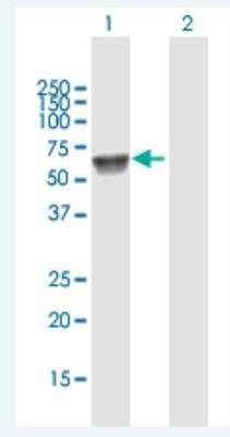 Western Blot UGT1A7 Antibody - Azide and BSA Free