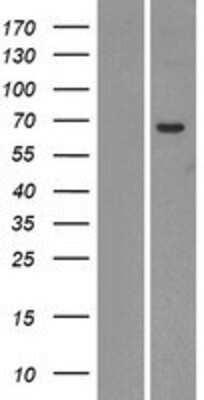 Western Blot: UGT2A1 Overexpression Lysate [NBP2-07581] - Left-Empty vector transfected control cell lysate (HEK293 cell lysate); Right -Over-expression Lysate for UGT2A1.
