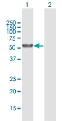Western Blot: UGT2A3 Antibody [H00079799-B01P] - Analysis of UGT2A3 expression in transfected 293T cell line by UGT2A3 polyclonal antibody.  Lane 1: UGT2A3 transfected lysate(57.97 KDa). Lane 2: Non-transfected lysate.
