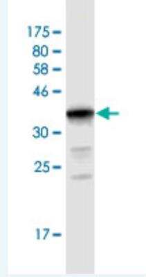 Western Blot: UGT2B10 Antibody (1B5) [H00007365-M02] -  Detection against Immunogen (36.52 KDa) .