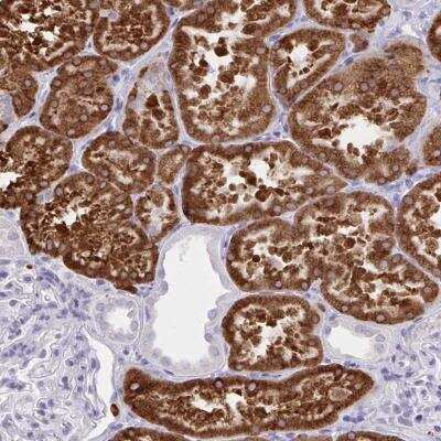 Immunohistochemistry-Paraffin UGT3A2 Antibody - BSA Free