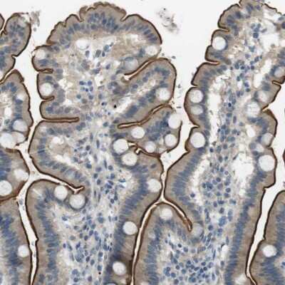 Immunohistochemistry-Paraffin: UGT8 Antibody [NBP1-84494] - Staining of human duodenum shows strong positivity in apical membrane of glandular cells, as well as moderate cytoplasmic immunoreactivity.