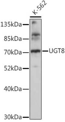 Western Blot: UGT8 Antibody [NBP2-95184] - Analysis of extracts of K-562 cells, using UGT8 at 1:1000 dilution.Secondary antibody: HRP Goat Anti-Rabbit IgG (H+L) at 1:10000 dilution.Lysates/proteins: 25ug per lane.Blocking buffer: 3% nonfat dry milk in TBST.Detection: ECL Basic Kit .Exposure time: