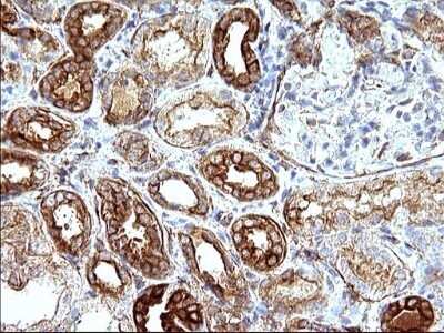 Immunohistochemistry: UIP1 Antibody (OTI1E8) - Azide and BSA Free [NBP2-74782] - Analysis of Human Kidney tissue. (Heat-induced epitope retrieval by 10mM citric buffer, pH6.0, 120C for 3min)