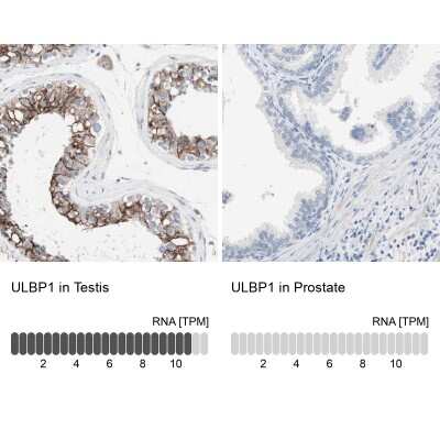 Immunohistochemistry-Paraffin: ULBP-1 Antibody [NBP1-80856] - Staining in human testis and prostate tissues using anti-ULBP1 antibody. Corresponding ULBP1 RNA-seq data are presented for the same tissues.