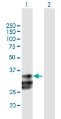 Western Blot: ULBP-2 Antibody [H00080328-B01P] - Analysis of ULBP2 expression in transfected 293T cell line by ULBP2 polyclonal antibody.  Lane 1: ULBP2 transfected lysate(27.17 KDa). Lane 2: Non-transfected lysate.