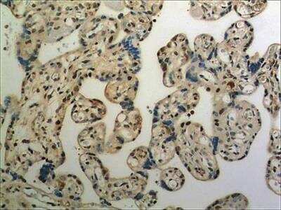 Immunohistochemistry-Paraffin: ULBP-3 Antibody (MM0594-6E12) [NBP2-11988] - 4% PFA fixed and parffine embedded human placental tissue section (4um) is subjected to IHC staining. Tissue was treated with 15ug/ml Protenase for antige retrieval before IHC is applied.   