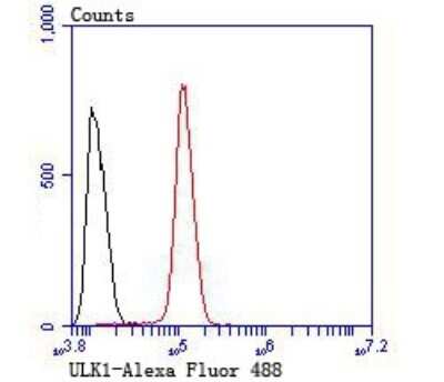 Flow Cytometry: ULK1 Antibody [NBP2-80424] - Analysis of SH-SY5Y cells with ULK1 antibody at 1/100 dilution (red) compared with an unlabeled control (cells without incubation with primary antibody; black).