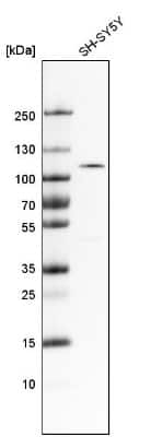 Western Blot: ULK2 Antibody [NBP1-88881] - Analysis in human cell line SH-SY5Y.