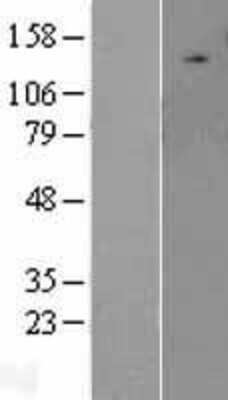 Western Blot ULK2 Overexpression Lysate