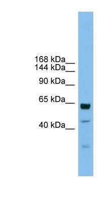 Western Blot UMODL1 Antibody - BSA Free