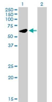 Western Blot: UMPS Antibody [H00007372-B01P] - Analysis of UMPS expression in transfected 293T cell line by UMPS polyclonal antibody.  Lane 1: UMPS transfected lysate(52.8 KDa). Lane 2: Non-transfected lysate.