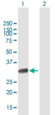 Western Blot: UNC119 Antibody [H00009094-B01P-50ug] - Expression in transfected 293T cell line. Lane 1: UNC119 transfected lysate(26.4 KDa). Lane 2: Non-transfected lysate.