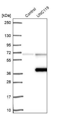Western Blot UNC119 Antibody - BSA Free