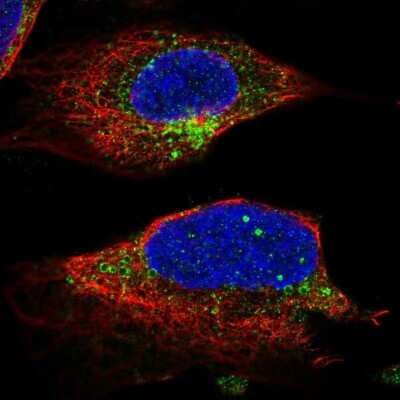 Immunocytochemistry/Immunofluorescence: UNC13B Antibody [NBP2-49364] - Staining of human cell line U-2 OS shows localization to the Golgi apparatus & vesicles.