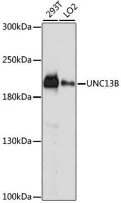 Western Blot: UNC13B Antibody [NBP2-93337] - Analysis of extracts of various cell lines, using UNC13B at 1:1000 dilution. Secondary antibody: HRP Goat Anti-Rabbit IgG (H+L) at 1:10000 dilution. Lysates/proteins: 25ug per lane. Blocking buffer: 3% nonfat dry milk in TBST. Detection: ECL Basic Kit . Exposure time: 10s.