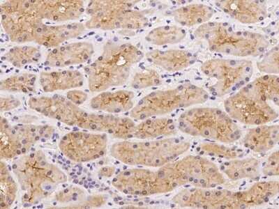 Immunohistochemistry-Paraffin: UNC13C Antibody [NBP2-98154] - Immunochemical staining of human UNC13C in human kidney with rabbit polyclonal antibody at 1:100 dilution, formalin-fixed paraffin embedded sections.