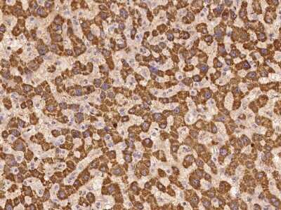 Immunohistochemistry-Paraffin: UNC13C Antibody [NBP2-98154] - Immunochemical staining of human UNC13C in human liver with rabbit polyclonal antibody at 1:100 dilution, formalin-fixed paraffin embedded sections.