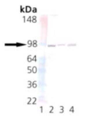 Western Blot: UNC45A Antibody (AbS1) [NBP2-89059] - Western blot analysis of UNC45: Lane 1: MW marker, Lane 2: HeLa, Lane 3: 3T3, Lane 4: PC-12.