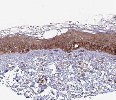 Immunohistochemistry-Paraffin UNC45A Antibody - BSA Free