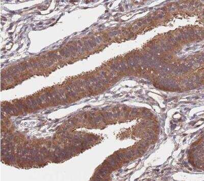 Immunohistochemistry-Paraffin UNC45A Antibody - BSA Free