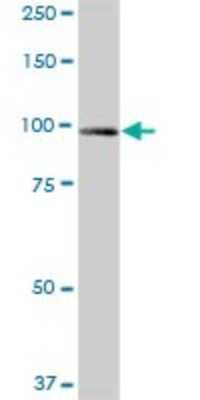 Western Blot UNC45A Antibody - Azide and BSA Free