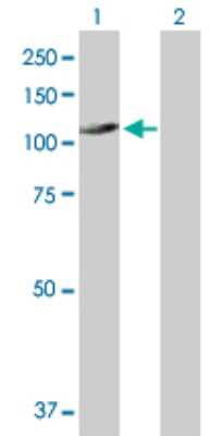 Western Blot UNC45A Antibody - Azide and BSA Free