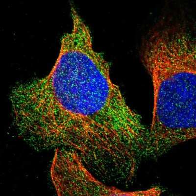 Immunocytochemistry/ Immunofluorescence UNC45B Antibody - BSA Free
