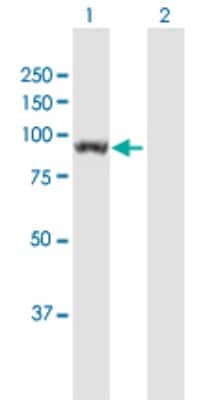 Western Blot: UNC45B Antibody [H00146862-B01P] - Analysis of UNC45B expression in transfected 293T cell line by UNC45B polyclonal antibody.  Lane 1: UNC45B transfected lysate(93.5 KDa). Lane 2: Non-transfected lysate.