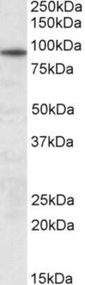 Western Blot UNC45B Antibody