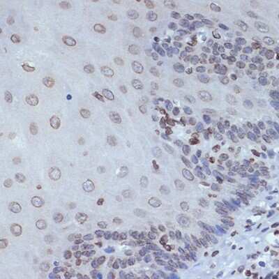 Immunohistochemistry-Paraffin UNC84B Antibody (8E8D7)