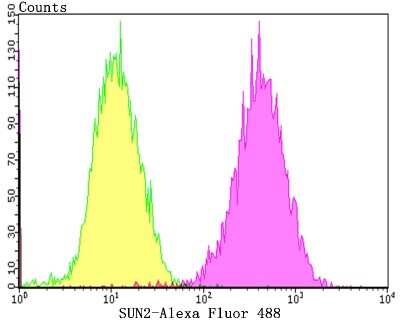 Flow Cytometry: UNC84B Antibody (JG39-52) [NBP2-75696] - Analysis of SK-Br-3 cells with SUN2 antibody at 1/100 dilution (purple) compared with an unlabelled control (cells without incubation with primary antibody; yellow).  Alexa Fluor 488-conjugated goat anti-rabbit IgG was used as the secondary antibody.