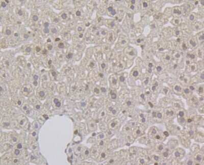 Immunohistochemistry-Paraffin: UNC84B Antibody (JG39-52) [NBP2-75696] - Analysis of paraffin-embedded mouse liver tissue using anti-SUN2 antibody. Counter stained with hematoxylin.