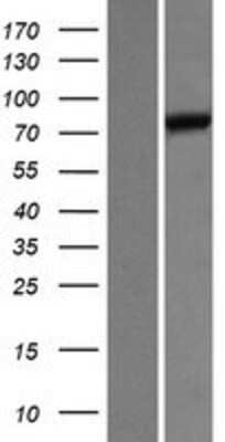 Western Blot: UNC84B Overexpression Lysate (Adult Normal) [NBP2-07182] Left-Empty vector transfected control cell lysate (HEK293 cell lysate); Right -Over-expression Lysate for UNC84B.