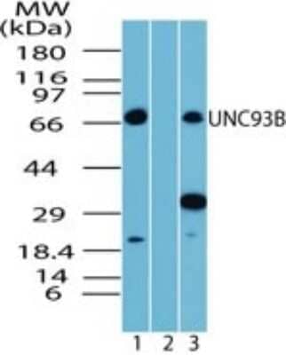 Western Blot UNC93B Antibody