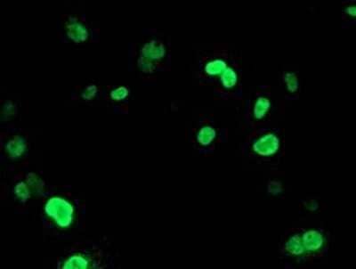 Immunocytochemistry/Immunofluorescence: UNG Antibody (OTI1A11) - Azide and BSA Free [NBP2-74785] - Staining of COS7 cells transiently transfected by pCMV6-ENTRY uracil-DNA glycosylase.