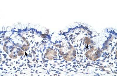 Immunohistochemistry-Paraffin: UPF3B Antibody [NBP1-57232] - Human Stomach Tissue, Epithelial cells of funic gland (Indicated with Arrows) 4-8ug/ml.