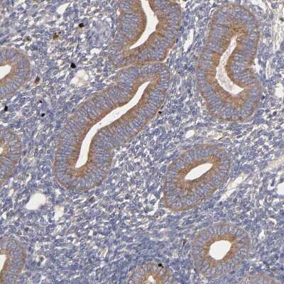 Immunohistochemistry-Paraffin: UPF3B Antibody [NBP1-83134] - Staining of human endometrium shows moderate cytoplasmic positivity in glandular cells.