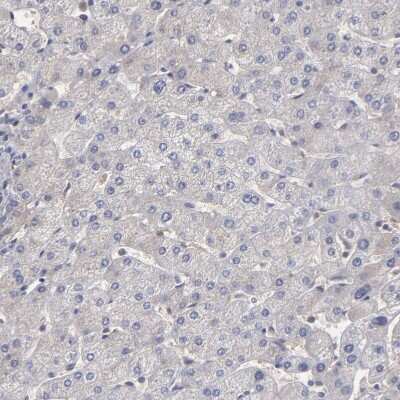 Immunohistochemistry-Paraffin: UPF3B Antibody [NBP1-83134] - Staining of human liver shows no positivity in hepatocytes as expected.