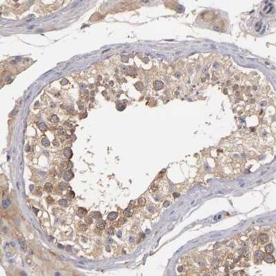 Immunohistochemistry-Paraffin: UPF3B Antibody [NBP1-83134] - Staining of human testis shows moderate cytoplasmic positivity in cells in seminiferous ducts.