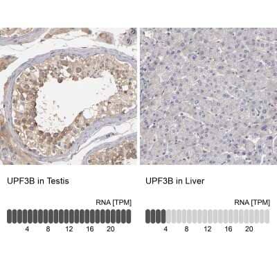 Immunohistochemistry-Paraffin: UPF3B Antibody [NBP1-83134] - Staining in human testis and liver tissues using NBP1-83134 antibody. Corresponding UPF3B RNA-seq data are presented for the same tissues.