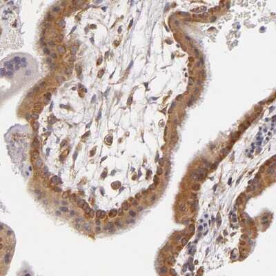 Immunohistochemistry-Paraffin: UPF3B Antibody [NBP1-83135] - Staining of human placenta shows strong cytoplasmic positivity in trophoblastic cells.