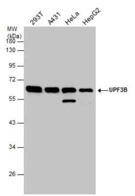 Western Blot: UPF3B Antibody [NBP3-12932] - Various whole cell extracts (30 ug) were separated by 10% SDS-PAGE, and the membrane was blotted with UPF3B antibody (NBP3-12932) diluted at 1:1000.