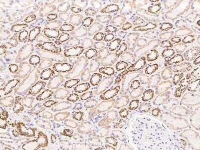 Immunohistochemistry-Paraffin: UQCRB Antibody [NBP3-12711] - Staining of human UQCRB in human kidney with rabbit polyclonal antibody at 1:5000 dilution.