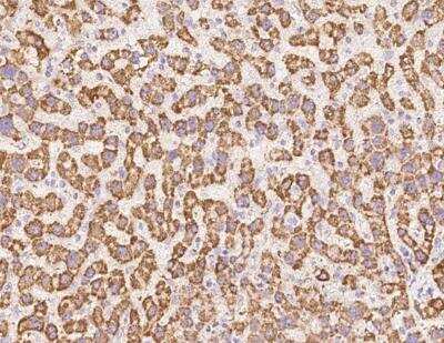 Immunohistochemistry-Paraffin: UQCRB Antibody [NBP3-12711] - Staining of human UQCRB in human liver with rabbit polyclonal antibody at 1:5000 dilution.