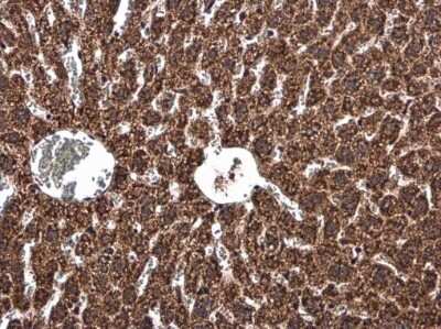 Immunohistochemistry-Paraffin: UQCRB Antibody [NBP3-12970] - UQCRB antibody detects UQCRB protein at mitochondria in mouse liver by immunohistochemical analysis. Sample: Paraffin-embedded mouse liver. UQCRB antibody (NBP3-12970) diluted at 1:500. Antigen Retrieval: Citrate buffer, pH 6.0, 15 min